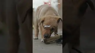 invideo ai 1080 Impossible de ne pas sourire devant ces  2025 08 12