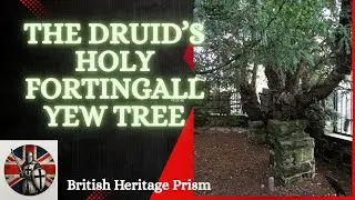 🌲The Druid's Magical Holy Tree -- The Fortingall Yew Tree