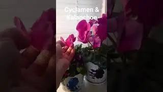 Cyclamen blooms and babies March 2025.