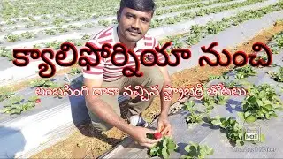 Lambasingi strawberry farm