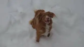 Darby loves the snow!