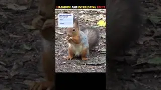 Gazab Ki Gilheri!!!🐿😱🤯 | #shorts #facts #viral #trending #fact #short