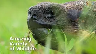 Discover Galapagos Islands with Journeyou