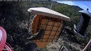 Ruby-crowned Kinglet Visits West Texas Feeder &ndash; Jan 13, 2020