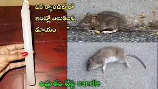👉ఒక్క క్యాండిల్ ఉంటే చాలు ఇంట్లో ఎలుకలు అన్ని నిమిషాల్లో బయటకు పరుగులు తీస్తాయి😱🐀rat get rid at home