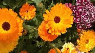 TOUR POR EL JARDIN DE FLORES