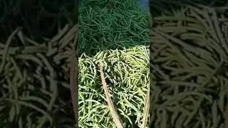 tamang selo geet