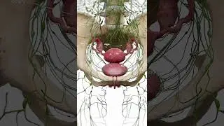 🌿 The Lymphatic Highways of the Uterus and Bladder 🌿