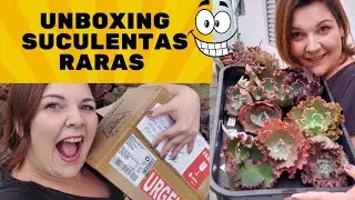 Unboxing Suculentas Tops! Abertura de Caixinha, Plantas que são Novidades!