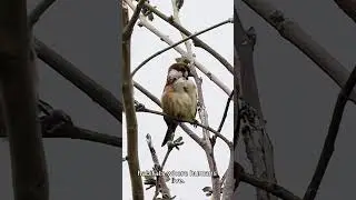 Old World Sparrows The most complex and diverse bird evaluated from a world cultural perspective.