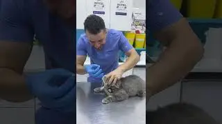 #animal #cat #qatar #yourcat #yourpet #catlover #pets #vet #dog