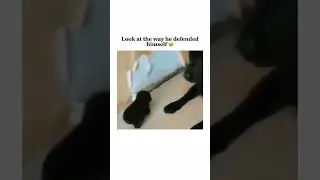 Day 53 of posting funny animal #animalhumor #shortvideo