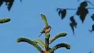 Chiffchaff song