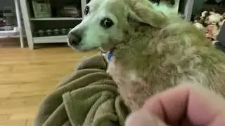 Dog Growls when Pet