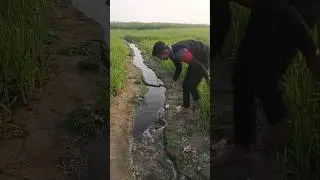 Amazing Big fishing in the bill #viral #biutifull #fishing #shorts