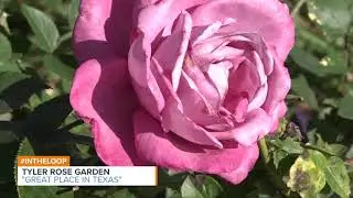 Tyler Rose Garden Recognized as a Great Place
