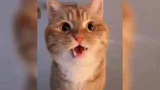 Funny Animal videos That Will Make You Miss Your Flight | Pee Your Pants Challenge