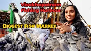 Biggest Fishing Harbour (Vizag) Stingray fish, Apollo fish, Dried fish | Tastee with Kiruthiga