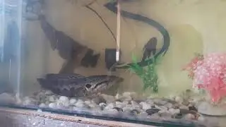 pelihara ikan bujuk liar