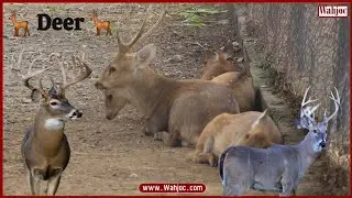 Wao Surprise; Deer 🦌 | Indian hog deer In Pakistan | Wahjoc Environment
