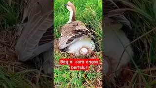 Detik Detik Angsa Bertelur