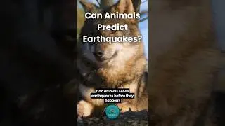 Can animals predict Earthquakes ?