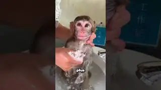 Ce b&eacute;b&eacute; singe passe du rire aux larmes pendant son bain !