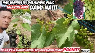 HOW TO START GRAPES FARMING?and HOW TO PLANT GRAPES IN THE PHILIPPINES?+TUTORIAL TIPS and EXPERIENCE