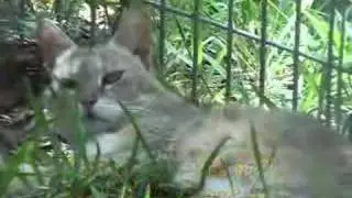 Tiger vs Turtle - Fishing Cat vs Fish!