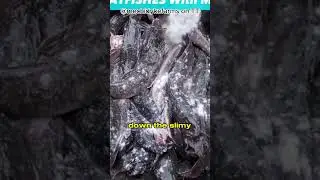 Why salt live catfish?