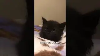 Cats but their ears get bigger 👂