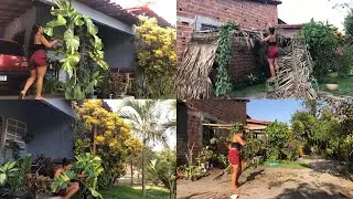 Começou as chuvas+Tive que cortar minha jiboia+Tirei as palhas do pergolado 🌱🪴