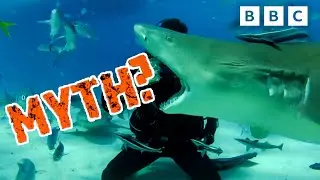 MYTH BUSTING: Sharks! | Deadly Mission Shark | CBBC