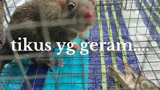 tikus yg geram....