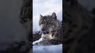The gaze of a snow leopard seems