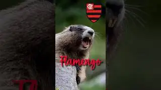 FLAMENGOOOOO! #mengo #flamengo #futebol #flamengohoje #viral