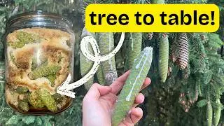 How To Make Pine Cone Syrup (Mugolio)