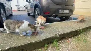 Two male cats want to mate with the cute female cat who came to us asking for food.