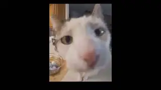Nigga the cops outside lock up the house