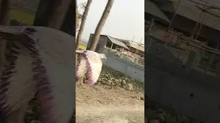 রকির স্পিড দেখে মাথা নষ্ট 😲🕊️ pigeon Rocky bike flying training #kabootar #shorts #shortvideo