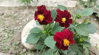 varieties of flower at my garden
