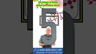 Six Things You HAVE to Know about the Calvin Cycle #photosynthesis  #calvincycle  #apbiology  #stem