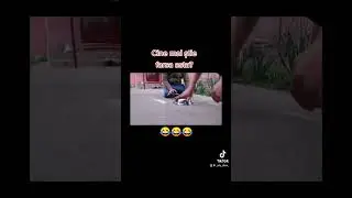 Parpandel vs iepure 😂