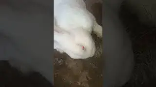 This sick rabbit has been treated but has not recovered #rabbit #bunny #love #cute #pets #shorts