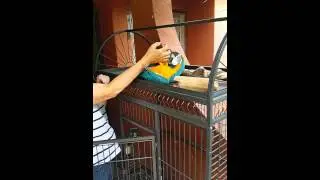 Sparticus - my boy macaw - 2 year's old - bonding time with mom!
