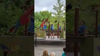 Experience Magnificent Macaws #macaw #magnificent #birds #birdswatching #birdsounds @IndianapolisZoo