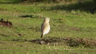 Isabelline Wheatear. Godrevy Head, Cornwall. 20/10/2016