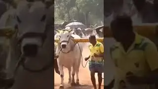 One Man Show Narasimha # R K Bulls #trending #Ongole bulls #agriculture