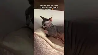 I tried to cool my cat down during the heatwave and she got MAD at me 😭 #sphynxcat