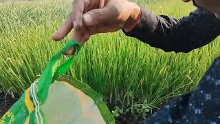 Harvesting:   Onions are typically ready for harvest